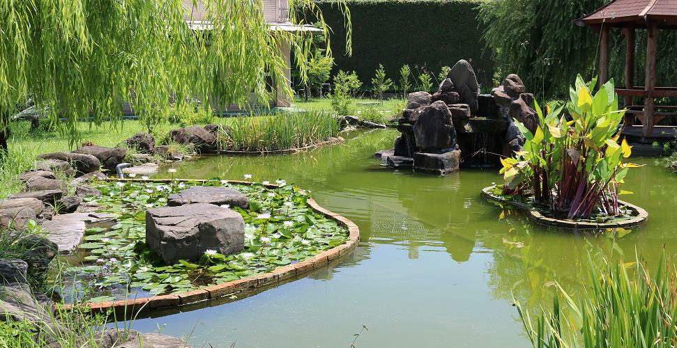 歡迎大家來找找分署吉祥物屏安鴨一家四口躲在柳樹水塘何方