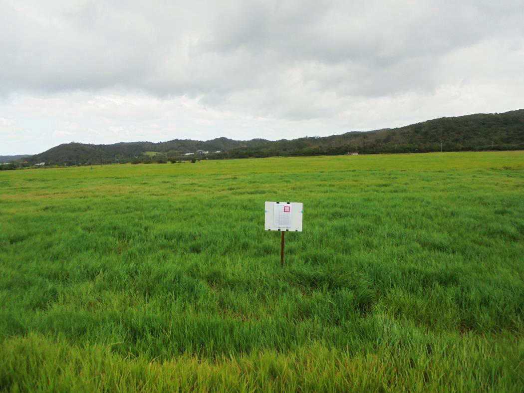 屏東執行分署7 月 5 日拍賣滿州國家公園區土地持分，現種植盤古拉草